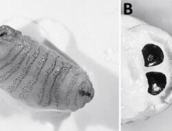 Batuk Parah Tak Sembuh, Ternyata Ada Larva Lalat ‘Bersarang’ Di Hidung Wanita Ini