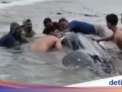 Hiu Tutul Raksasa Terdampar Di Pantai Lamongan, Warga Gotong Royong Selamatkan