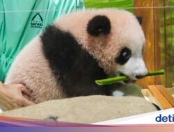 Bahagianya China Dengar Bayi Panda Lahir Ke Taman Safari Indonesia