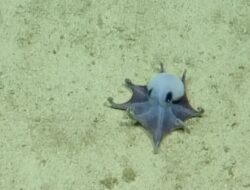 Gurita Biru Kehijauan Langka Ditemukan Ke Dasar Laut Galapagos