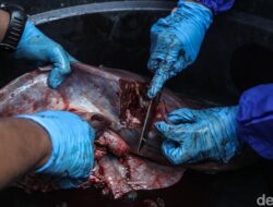 Sering Bikin Gigi Pegal, Pakar IPB Ungkap Alasan Ilmiah Daging Kurban Cenderung Alot