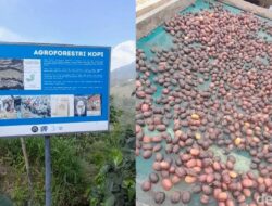Sehatkan Tubuh dan Jaga Bumi Di Segelas Minuman Kafein Konservasi Aroma Mawar Bersama Boyolali