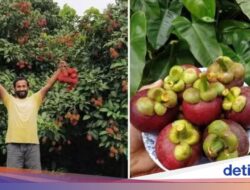 Pilih Bersama Sebab Itu Petani Buah, Mantan Pekerja IT Ini Raup Cuan Rp 1 M Setahun!