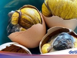 5 Konsumsi Ekstrem buat Tingkatkan Gairah Seksual, Ada Testis Sapi!