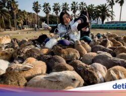 Potret Pulau Kelinci Hingga Jepang yang ‘Meresahkan’ Peneliti