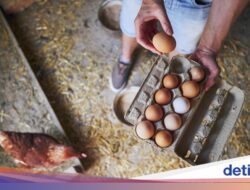 Dada Ayam vs Telur, Mana yang Lebih Tinggi Protein? Ini Perbandingannya