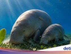 Dugong Berkaki Karena Itu Kampiun Lomba Gambar Karya Seni AI, Netizen Ketidak Setujuan