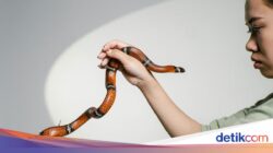 Digigit Ular Pada Traveling? Jangan Disedot, Ini yang Harus Dilakukan 