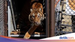 Pelepasan Singa dan Harimau Bersama Kebun Binatang Lujan Ke Alam Liar