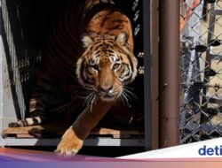 Pelepasan Singa dan Harimau Bersama Kebun Binatang Lujan Ke Alam Liar
