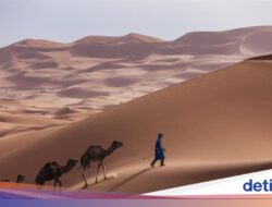 Derita Unta-Unta Ke Afrika Lantaran Panas Ekstrem, Kaki Melepuh, Mata Berair, Sebagian Mati