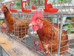 Pelihara Ayam Petelur Di Tempattinggal, Benarkah Bisa Lebih Hemat? Begini Hitung-hitungannya