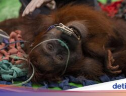 Karhutla Lukai Orang Utan Mama Penja, Kaki Terbakar & Badan Kurus